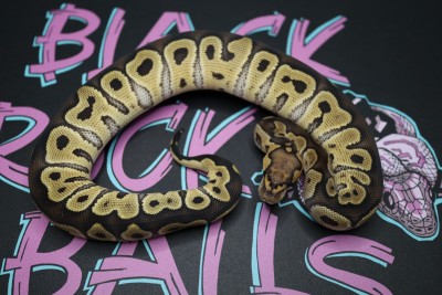animal image