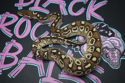 animal image