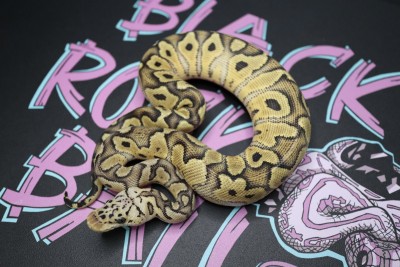 animal image
