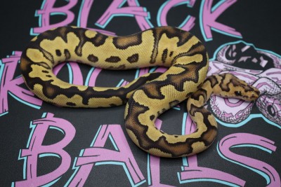 animal image