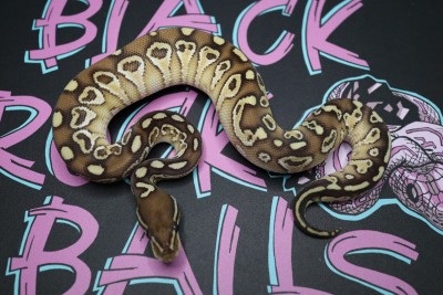 animal image