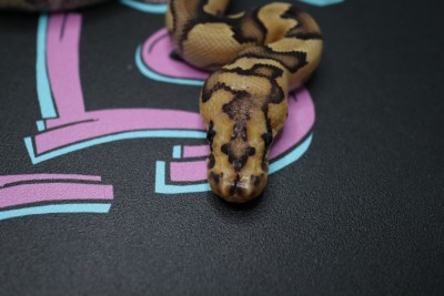 animal image