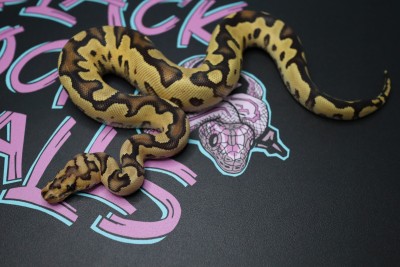 animal image