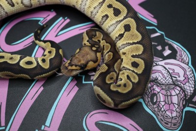 animal image