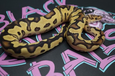 animal image