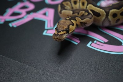 animal image