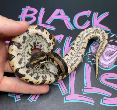 animal image