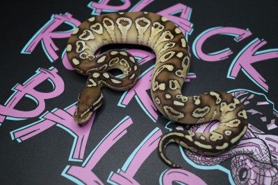 animal image