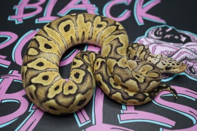 animal image