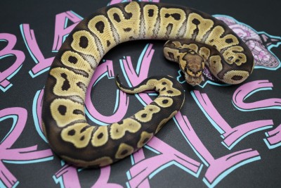animal image