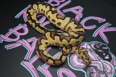 animal image