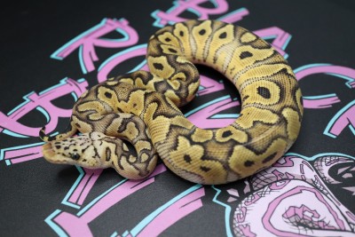 animal image