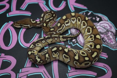 animal image