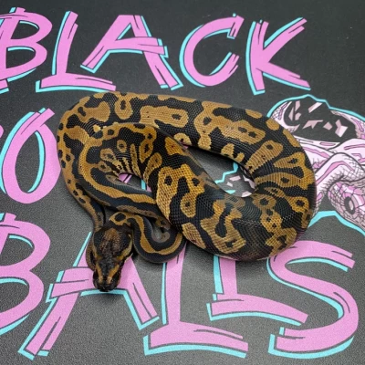 animal image