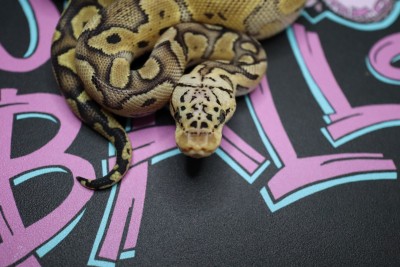 animal image