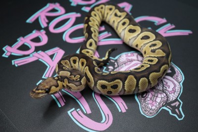 animal image