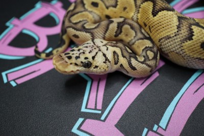 animal image