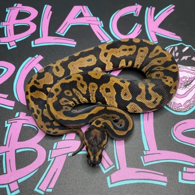 animal image
