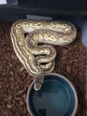 animal image