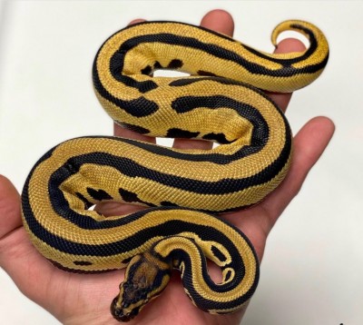 animal image