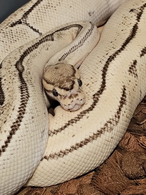 animal image