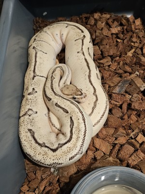 animal image