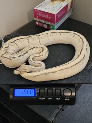 animal image