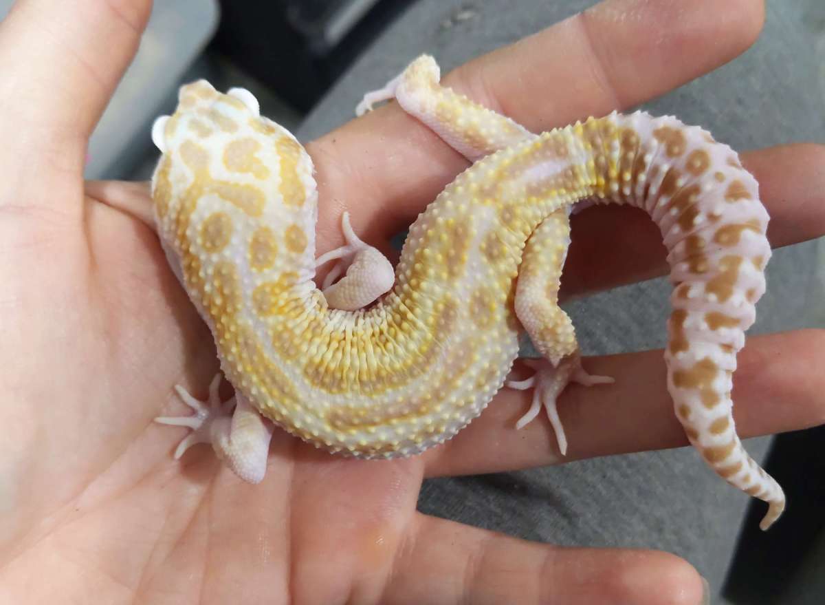 Mack Snow tremper het eclipse poss wy