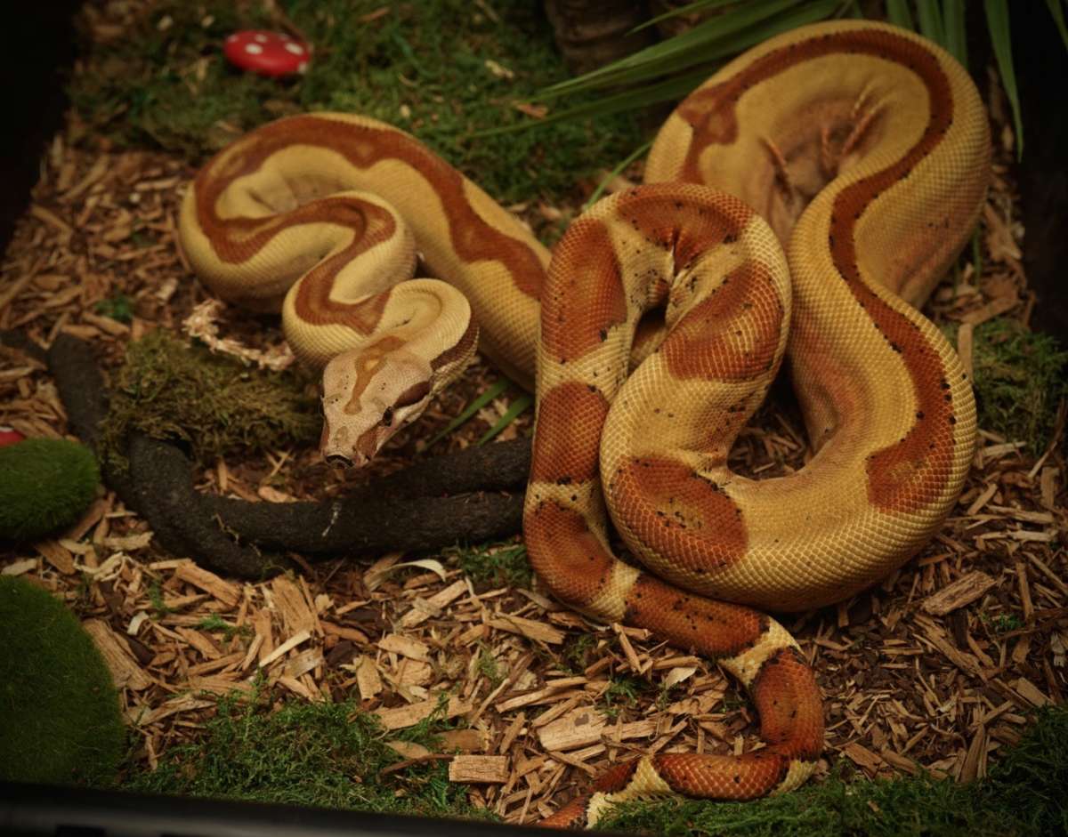 Hypo Jungle het Sterling ph Albino 