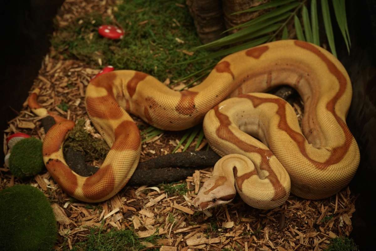 Hypo Jungle het Sterling ph Albino 