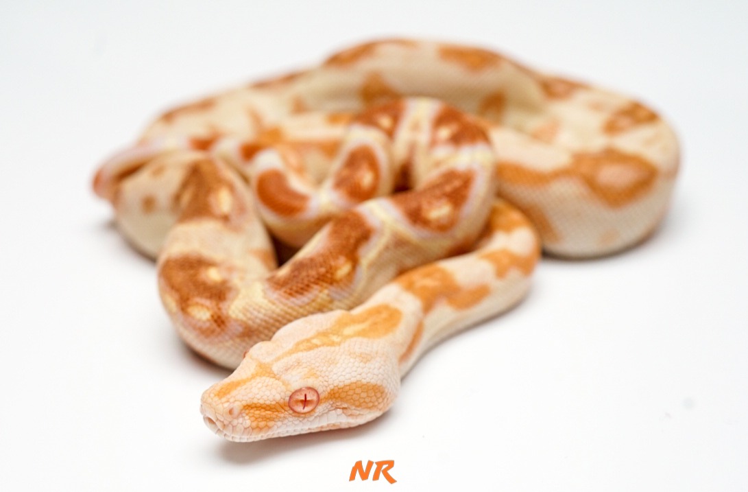 Sharp Albino ph Blood