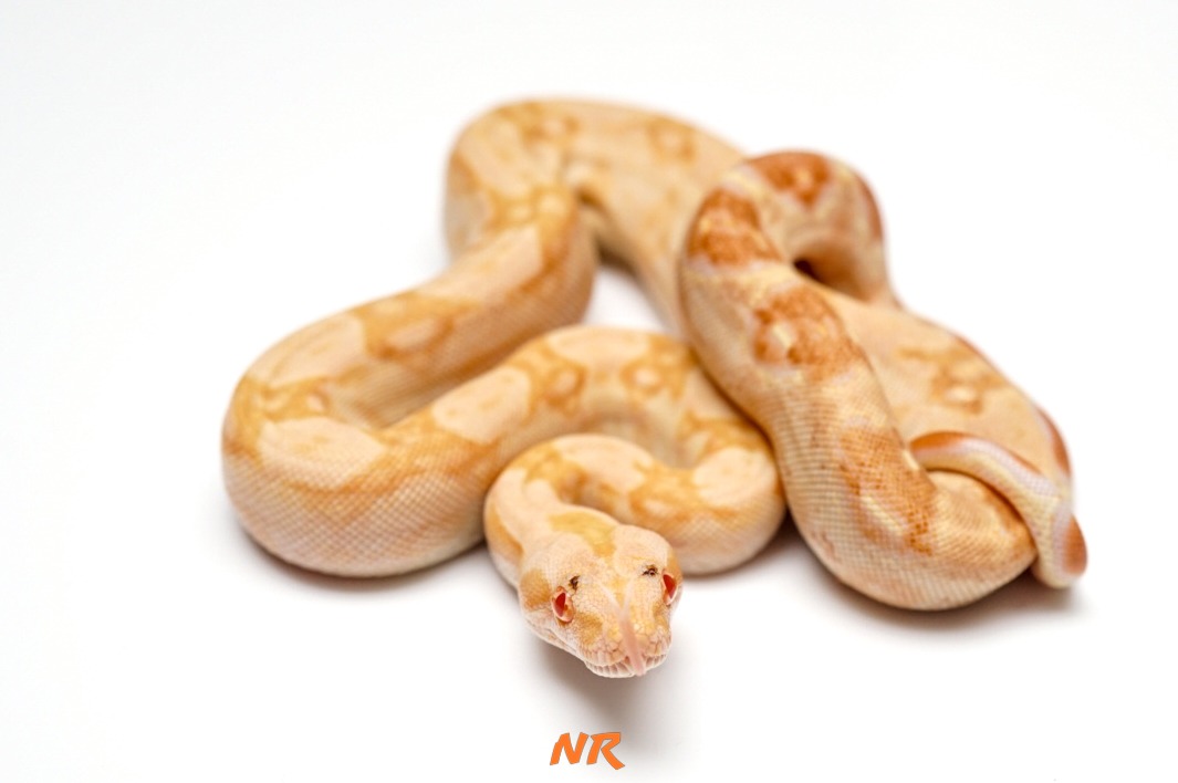 Sharp Albino ph Blood