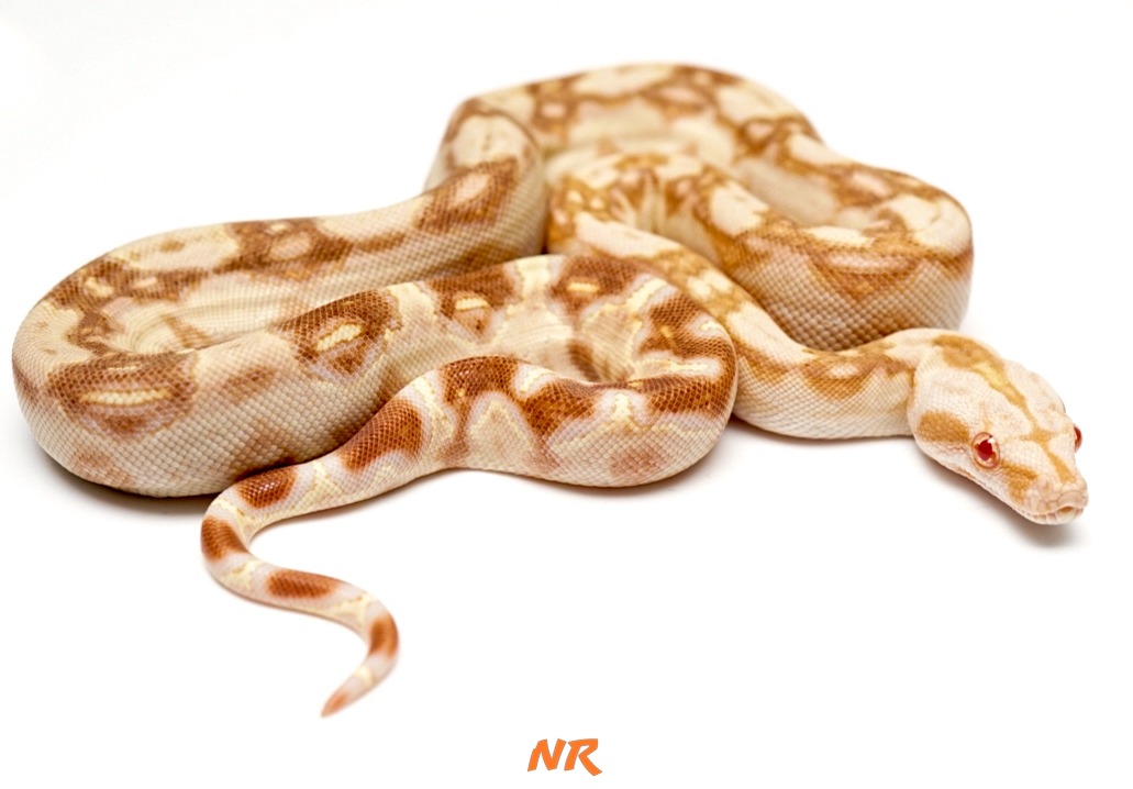 Sharp Albino ph Blood