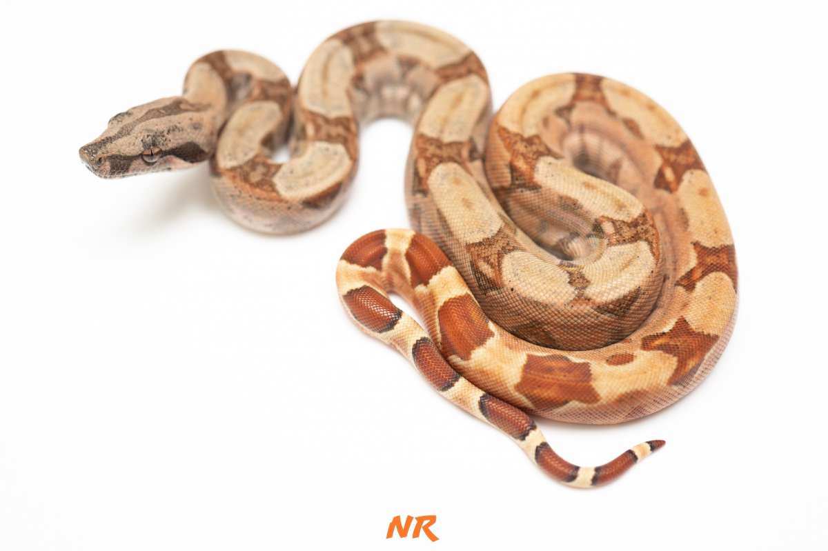 Hypo Keywest DH Blood Albino