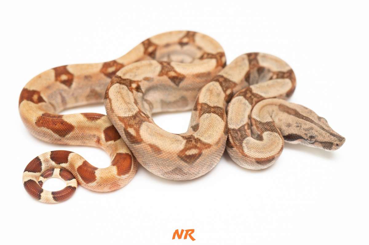 Hypo Keywest DH Blood Albino