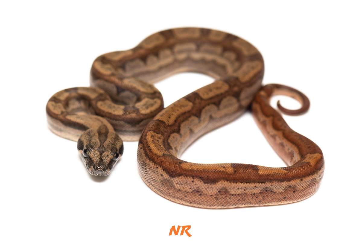 Hypo Motley RLT h. Blood ph. Albino