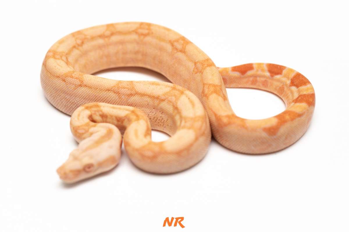 Albino (RLT) h. Blood