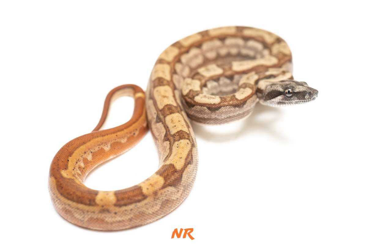 Hypo Motley RLT h Blood ph Albino