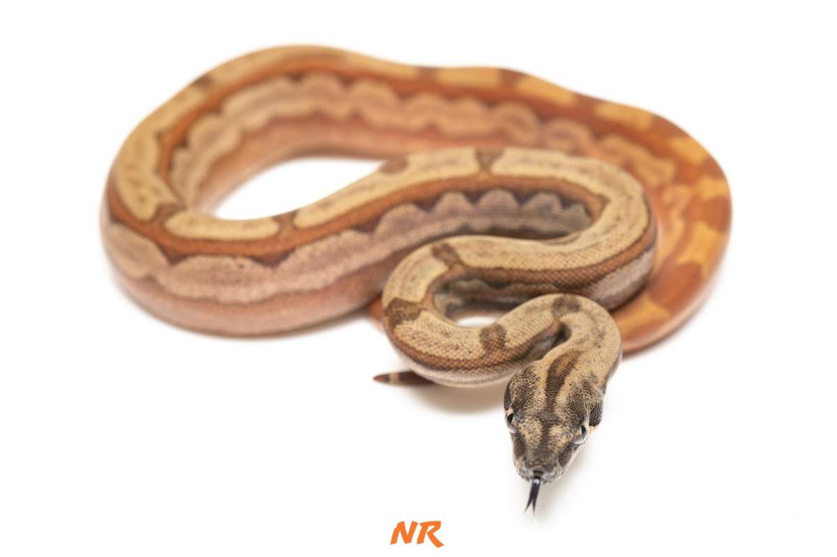 Hypo Motley RLT h Blood ph Albino