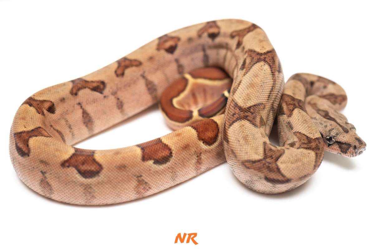 Hypo h. Blood ph Albino