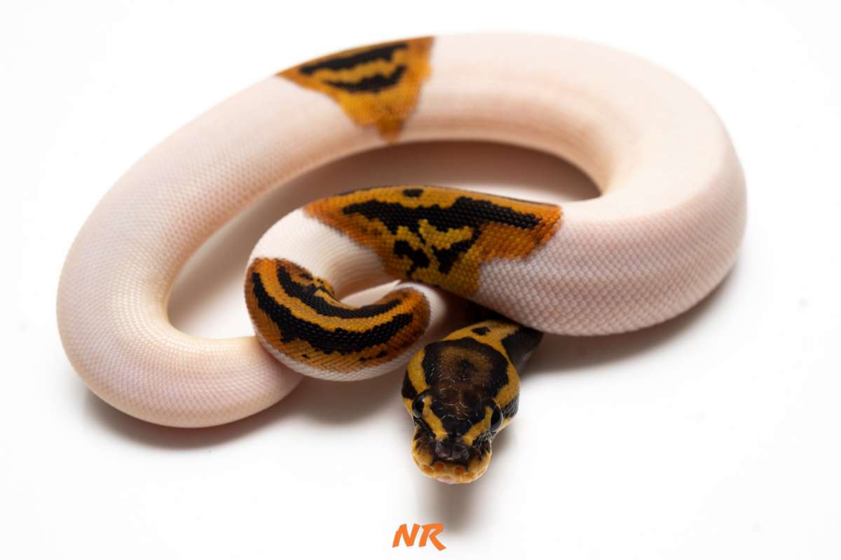 Leopard Pied DH Lav Clown