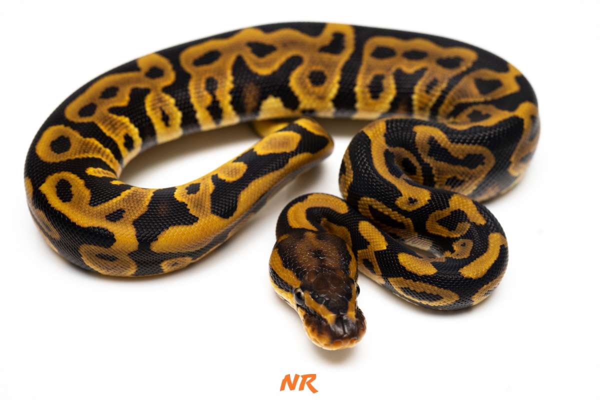 Leopard DH Lav Clown Ph. Pied