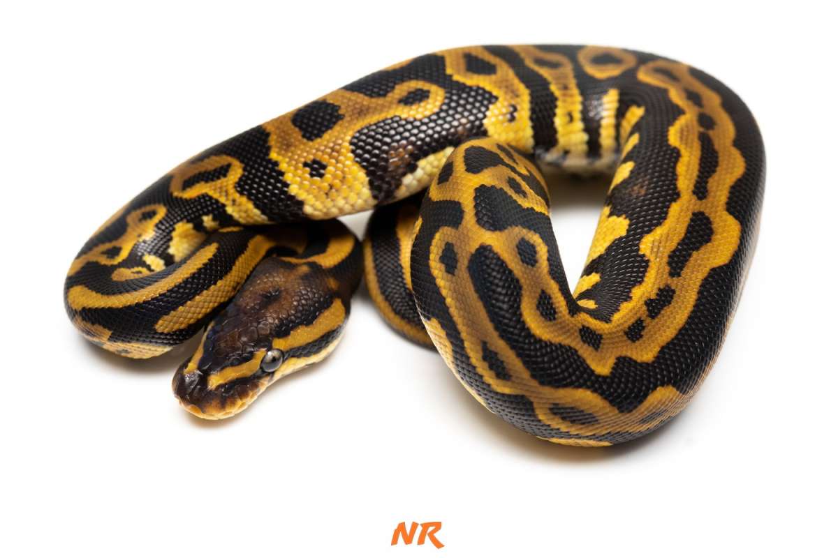 Leopard DH Lav Clown Ph. Pied