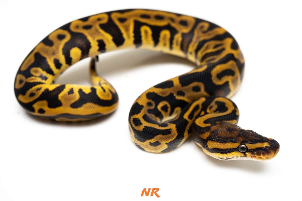 Leopard DH Lav Clown Ph. Pied