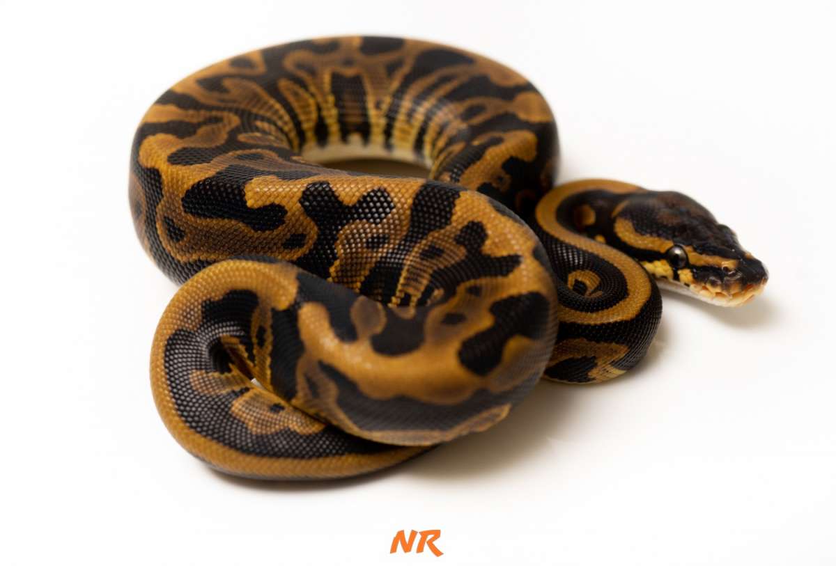 Leopard h. Clown ph Pied