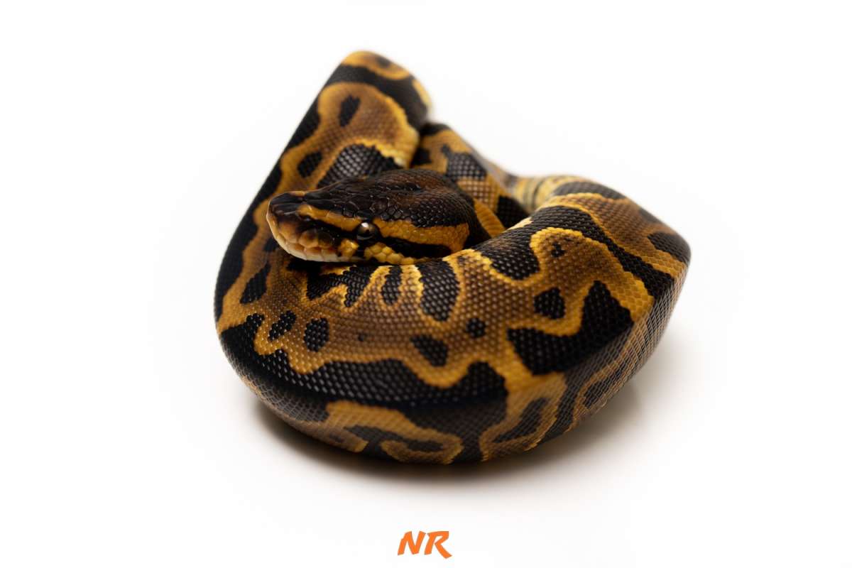 Leopard h. Clown ph Pied