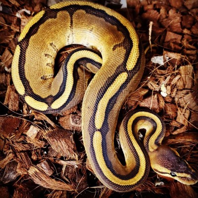 animal image