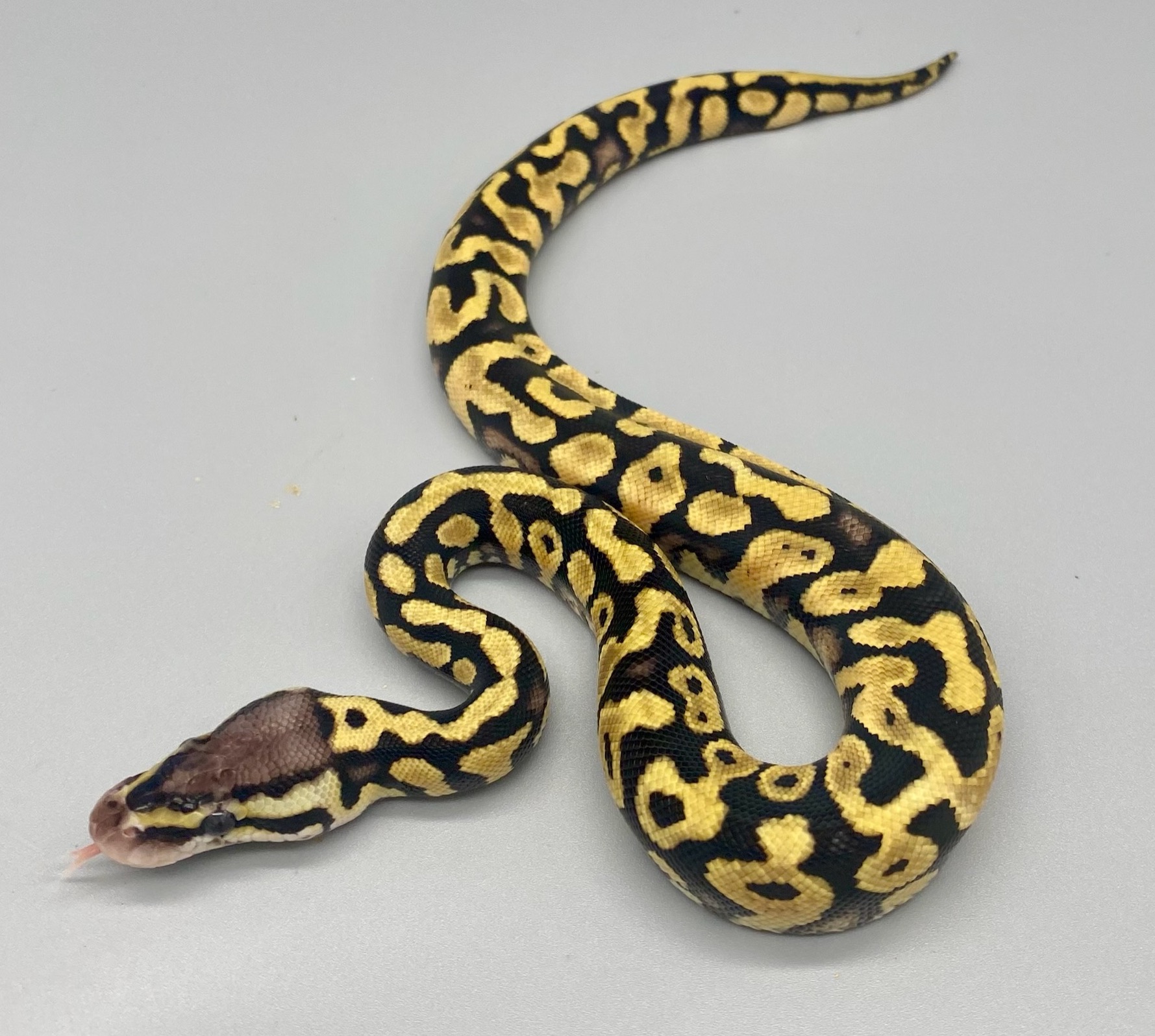 animal image