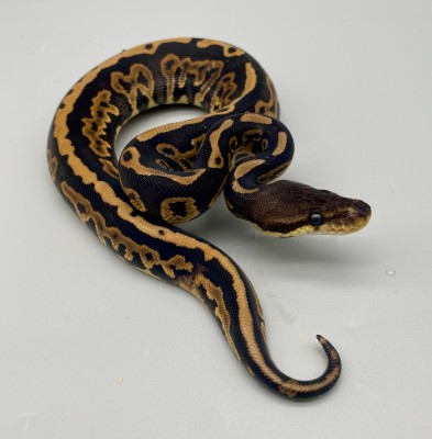 animal image