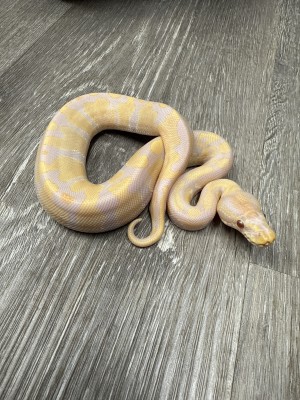 animal image